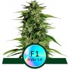 Royal Queen seeds Hyperion F1 neobsahují THC 10 ks Royal Queen seeds Hyperion F1 neobsahují THC 10 ks