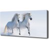 Foto obraz na plátne do obývačky Dva kone v snehu 100x50 cm Foto obraz na plátne do obývačky Dva kone v snehu 100x50 cm