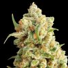 Expert Seeds - New York Diesel Auto 5 ks - Semená neobsahujú THC Expert Seeds - New York Diesel Auto 5 ks - Semená neobsahujú THC