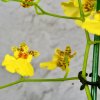 Orchidea Oncidium varicosum Orchidea Oncidium varicosum