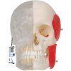 BONElike™ Human Skull Model, Half transparent and Half Bony, 8 part (Anatomické modely) BONElike™ Human Skull Model, Half transparent and Half Bony, 8 part (Anatomické modely)