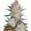 Fast Buds Cannabis Seeds Cream Cookies Auto 1 ks Fast Buds Cannabis Seeds Cream Cookies Auto 1 ks