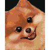 Diamondi Diamantové maľovanie POMERANIAN MYROSLAVA VOLOSCHUK 40 x 50 cm vypnuté plátno na rám