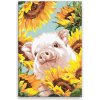 Maľovanie podľa čísel - Prasiatko v slnečniciach - 80x120 cm, bez dřevěného rámu - výroba CZ Maľovanie podľa čísel - Prasiatko v slnečniciach - 80x120 cm, bez dřevěného rámu - výroba CZ