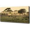 Foto obraz na plátne Žirafy na savane 100x50 cm Foto obraz na plátne Žirafy na savane 100x50 cm