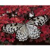 Diamondi Diamantové maľovanie BIELY MOTÝĽ A ČERVENÉ KVETY 40 x 50 cm bez rámu a bez vypnutia plátna