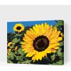 Vymalujsisam.sk Maľovanie podľa čísiel - Slnečnica Veľkosť: 30x40cm, Rám: Na kartónovej doske Vymalujsisam.sk Maľovanie podľa čísiel - Slnečnica Veľkosť: 30x40cm, Rám: Na kartónovej doske
