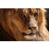 DIMEX | Vliesové fototapety na stenu Lev africký MS-5-0543 | 375 x 250 cm | čierna, oranžová, hnedá + Vliesová fototapeta na stenu DIMEX Lev africký MS50543 v rozmere 375 x 250 cm DIMEX | Vliesové fototapety na stenu Lev africký MS-5-0543 | 375 x 250 cm | čierna, oranžová, hnedá + Vliesová fototapeta na stenu DIMEX Lev africký MS50543 v rozmere 375 x 250 cm