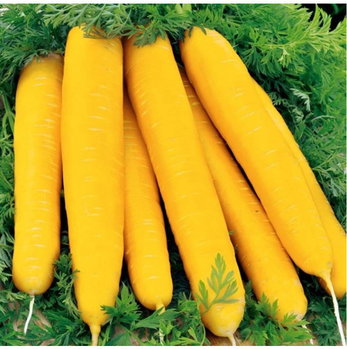 Mrkva Jaune du doubs - Daucus carota - semená - 900 ks