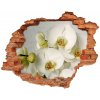 Samolepiaca diera Biela orchidea 90x70 cm Samolepiaca diera Biela orchidea 90x70 cm