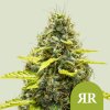 Royal Queen Seeds - Royal Runtz Automatic 25 ks - Semená neobsahujú THC. Royal Queen Seeds - Royal Runtz Automatic 25 ks - Semená neobsahujú THC.