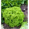 BIO šalát listový Lollo Bionda Limeira - Lactuca sativa - semená šalátu - 20 ks BIO šalát listový Lollo Bionda Limeira - Lactuca sativa - semená šalátu - 20 ks