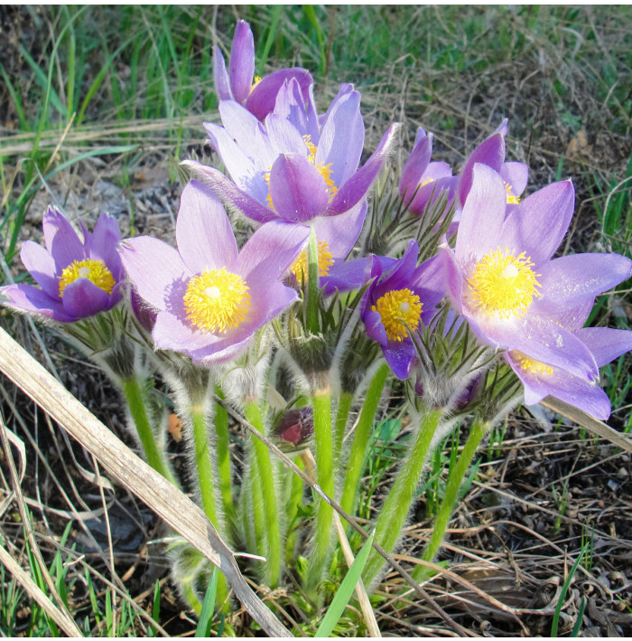 Poniklec alpinský Bells Violet - Pulsatilla alpina - semená ponikleca - 20 ks