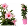 Mandevila Rio Hot Pink, kvetináč 10,5 cm Mandevila Rio Hot Pink, kvetináč 10,5 cm
