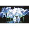 Fototapeta na stenu - FT2687 - Bielo modré tulipány 312cm x 219cm - Vliesová fototapeta Fototapeta na stenu - FT2687 - Bielo modré tulipány 312cm x 219cm - Vliesová fototapeta