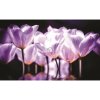 Fototapeta na stenu - FT2688 - Fialové tulipány 350x250cm - Vlies 110gr Fototapeta na stenu - FT2688 - Fialové tulipány 350x250cm - Vlies 110gr