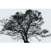 Vymalujsisam.sk Maľovanie podľa čísiel - Čiernobiely strom Veľkosť: 40x60cm, Rám: Bez rámu, iba zrolované plátno Vymalujsisam.sk Maľovanie podľa čísiel - Čiernobiely strom Veľkosť: 40x60cm, Rám: Bez rámu, iba zrolované plátno