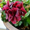 Muškát pásikavý F1 Black Velvet Violet - Pelargonium zonale - semená - 6 ks Muškát pásikavý F1 Black Velvet Violet - Pelargonium zonale - semená - 6 ks