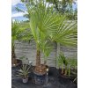 Trachycarpus fortunei dvojkmeň v celkovej výške 205 cm Trachycarpus fortunei dvojkmeň v celkovej výške 205 cm