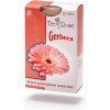 Therose Gerbera NUDO T telová
