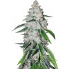 Fastbuds - West Coast OG Auto 10 ks - Semená neobsahujú THC Fastbuds - West Coast OG Auto 10 ks - Semená neobsahujú THC