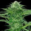 Sensi Seeds Research - Skunk Dream CBD 10 ks - semená neobsahujú THC Sensi Seeds Research - Skunk Dream CBD 10 ks - semená neobsahujú THC