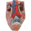 Močový systém - muž - 3/4 životnej veľkosti (Anatomické modely) Močový systém - muž - 3/4 životnej veľkosti (Anatomické modely)