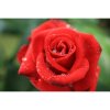 Canon RF 24mm F1.8 MACRO IS STM Canon RF 24mm F1.8 MACRO IS STM