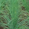Pažítka Bohémia - Allium Schoenoprasu - semená pažítky - 400 ks Pažítka Bohémia - Allium Schoenoprasu - semená pažítky - 400 ks