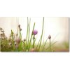 Foto obraz sklo tvrzené pažítka 100x50 cm Foto obraz sklo tvrzené pažítka 100x50 cm
