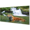 Sklenený obraz tiger vodopád 100x50 cm Sklenený obraz tiger vodopád 100x50 cm