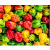 Semená papriky Vilmorin Habanero 7592 0,05 g Semená papriky Vilmorin Habanero 7592 0,05 g
