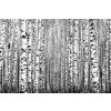 DIMEX | Vliesové fototapety na stenu Jarné kmene MS-5-1906 | 375 x 250 cm | biela, čierna + Vliesová fototapeta na stenu DIMEX Jarné kmene MS51906 v rozmere 375 x 250 cm DIMEX | Vliesové fototapety na stenu Jarné kmene MS-5-1906 | 375 x 250 cm | biela, čierna + Vliesová fototapeta na stenu DIMEX Jarné kmene MS51906 v rozmere 375 x 250 cm