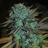 Expert Seeds - Expert Gorilla 1 ks - Semená neobsahujú THC Expert Seeds - Expert Gorilla 1 ks - Semená neobsahujú THC