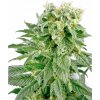 Sensi Seeds Cannabis Seeds Double Gum Regular od White Label, 10 ks Sensi Seeds Cannabis Seeds Double Gum Regular od White Label, 10 ks