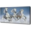 Foto obraz na plátne Kone v cvale 100x50 cm Foto obraz na plátne Kone v cvale 100x50 cm