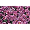 Fototapeta na stenu - FT5127 - Fialové kvety 350x250cm - Vlies 110gr Fototapeta na stenu - FT5127 - Fialové kvety 350x250cm - Vlies 110gr
