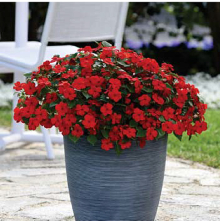 Netýkavka Beacon Bright Red F1 - Impatiens walleriana - semená netýkavky - 15 ks