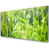Sklenený obklad Do kuchyne Tráva rastlina príroda 100x50 cm Sklenený obklad Do kuchyne Tráva rastlina príroda 100x50 cm