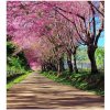 DIMEX | Vliesová fototapeta na stenu Rozkvitnutá alej MS-3-0106 | 225 x 250 cm | ružová, hnedá, zelená, modrá + Vliesová fototapeta na stenu DIMEX Rozkvitnutá alej MS30106 v rozmere 225 x 250 cm DIMEX | Vliesová fototapeta na stenu Rozkvitnutá alej MS-3-0106 | 225 x 250 cm | ružová, hnedá, zelená, modrá + Vliesová fototapeta na stenu DIMEX Rozkvitnutá alej MS30106 v rozmere 225 x 250 cm