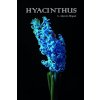 Hyacinthus (Monika Alarcón Miguel)(Brožovaná) Hyacinthus (Monika Alarcón Miguel)(Brožovaná)
