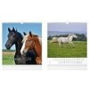 Horses 2026 - nástěnný kalendář Horses 2026 - nástěnný kalendář