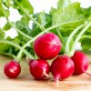 Reďkovka Parat - Raphanus sativus - semená reďkovky - 100 ks Reďkovka Parat - Raphanus sativus - semená reďkovky - 100 ks