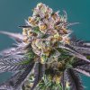 Sweet Seeds Red Strawberry Banana Auto semienka neobsahujú THC 25 ks
