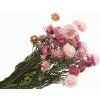 Sušené slamienky Helichrysum - kytica 100g - ružové Sušené slamienky Helichrysum - kytica 100g - ružové