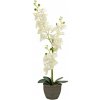 Orchidej se smetanovými květy, 80 cm Orchidej se smetanovými květy, 80 cm
