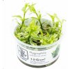Hygrophila polysperma White