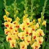 Gladiolus MAXIAL Gladiolus MAXIAL