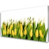 Obraz na skle Tulipány kvety rastlina 100x50 cm Obraz na skle Tulipány kvety rastlina 100x50 cm