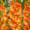 Gladiolus Princess frizzle Gladiolus Princess frizzle
